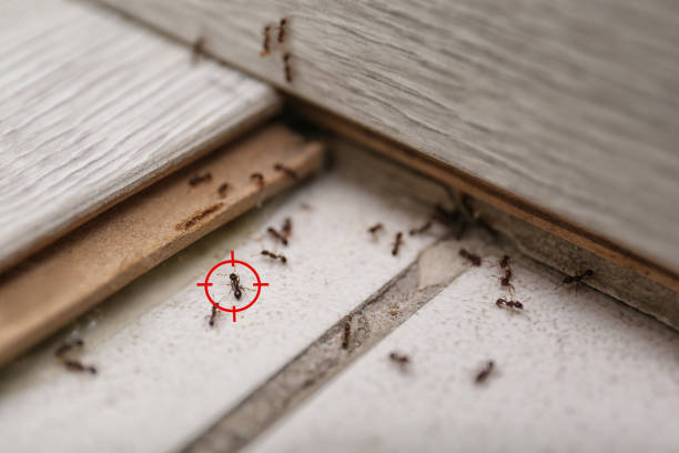 Wildlife Control Services in Marlton, MD