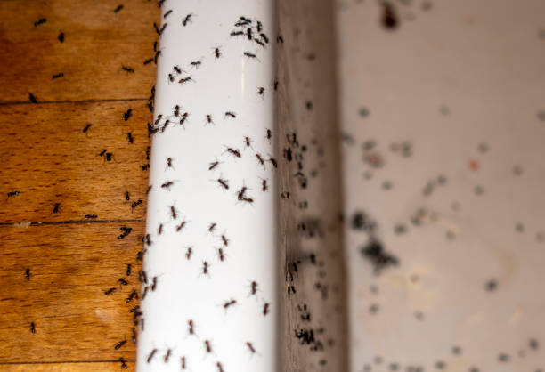 Wasp Removal Services in Marlton, MD