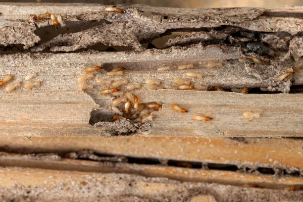 Best Exterminator Services  in Marlton, MD